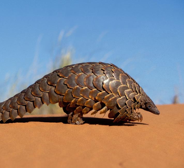Learn our top 5 facts about pangolins | WWF