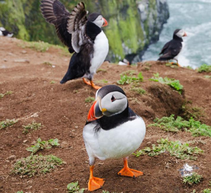 Puffins in Wales © iStock