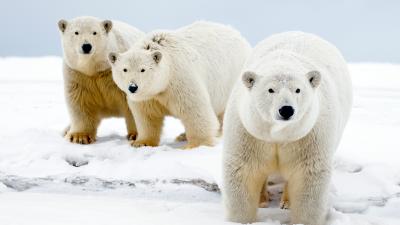 11 facts you didn’t know about polar bears WWF
