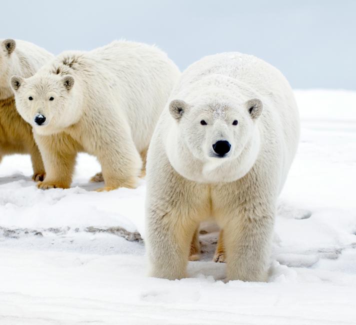 Top 10 facts about polar bears