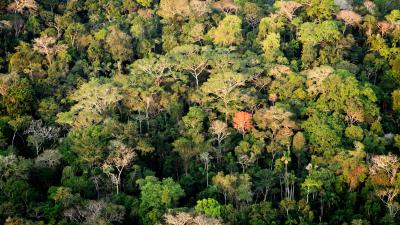 Amazon rainforest in Acre, Brazil © Greg Armfield / WWF-UK Amazon rainforest in Acre, Brazil © Greg Armfield / WWF-UK
