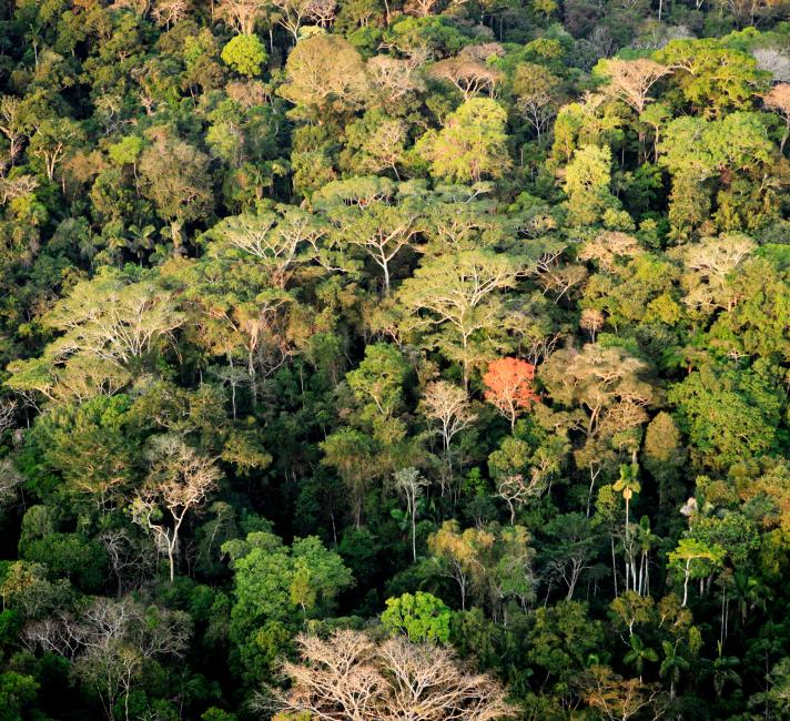 Amazon rainforest in Acre, Brazil © Greg Armfield / WWF-UK