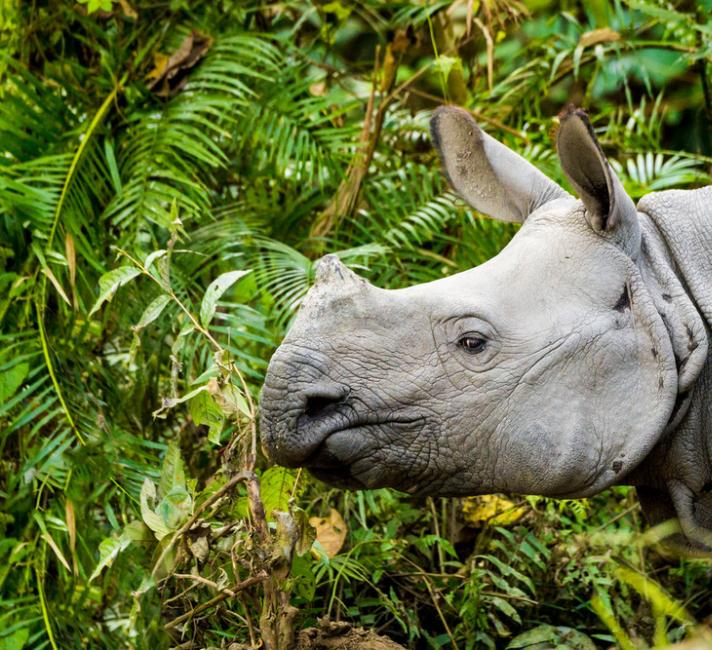 Stopping the Illegal Wildlife Trade | WWF Stopping the Illegal Wildlife Trade | WWF