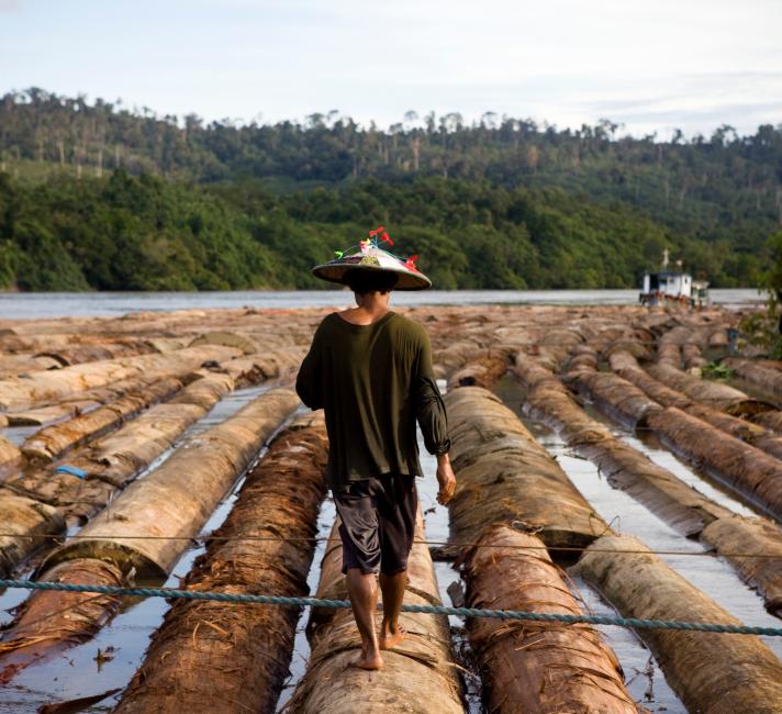 PT Ratah Timber, base camp for 97,690 Ha of concession. Logs are being rafted to be sent to a plywood processing plant, East Kalimantan, Borneo © WWF  Simon Rawles