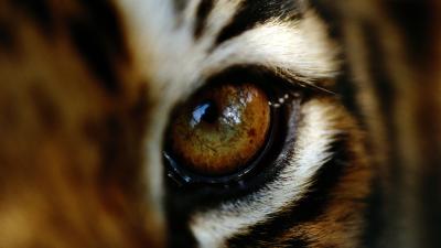 Tiger's eye