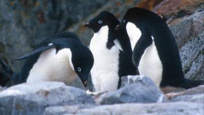 Pygoscelis adeliae, Adelie penguin. Adelie penguins, rookery, Petermann Island, Antarctic Peninsula. Antarctica