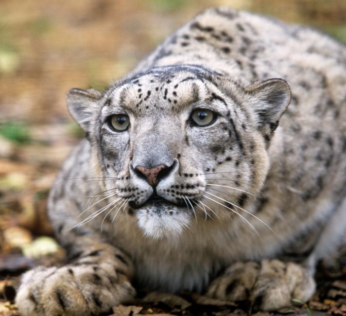 Snow leopard