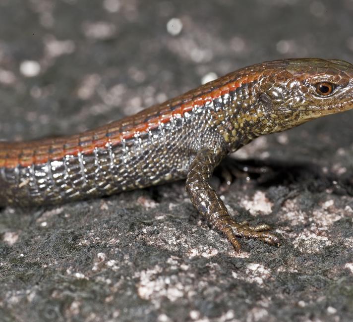 Mountain-top lizard