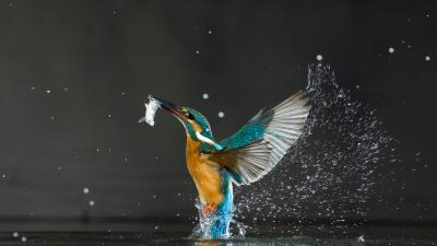 Kingfisher pictured with a fish in its beak 