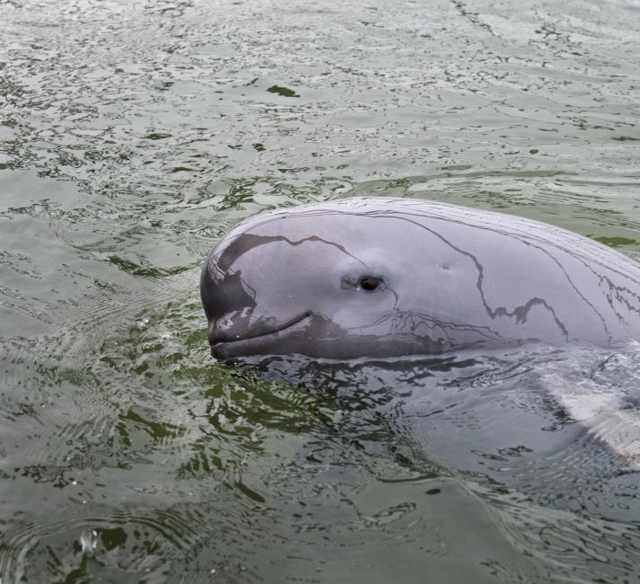 Yangtze finless porpoise