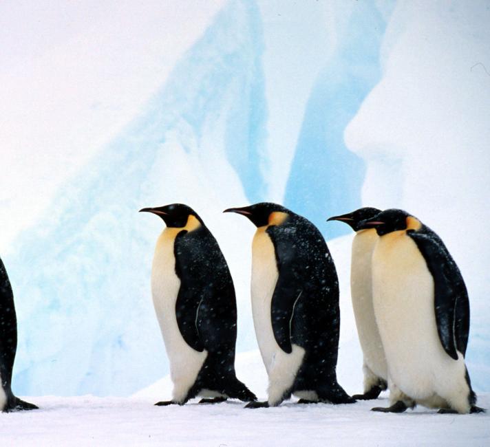 Emperor penguin Group against background of blue ice