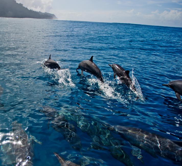 Spinner dolphins