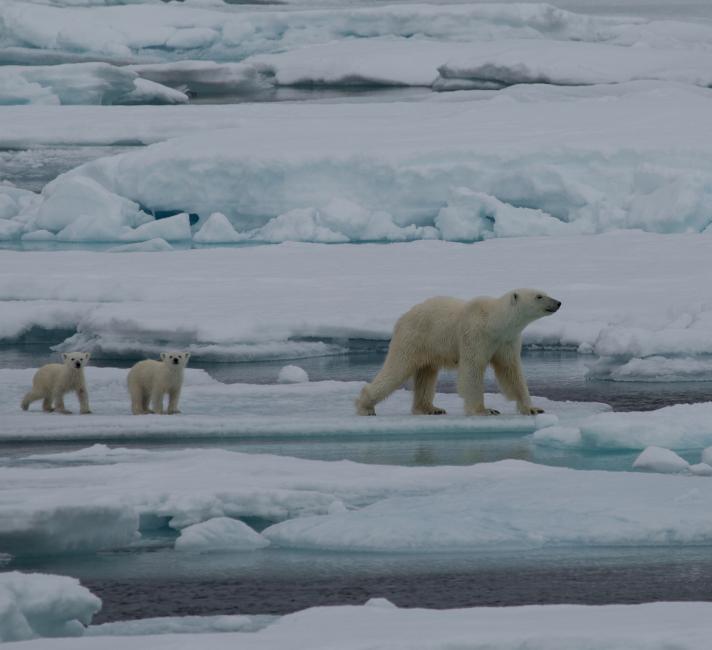 Polar Bear (Ursus arctos maritimus) mother and two cubs playing around iceberg.