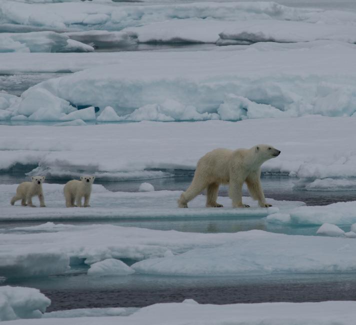Polar Bear (Ursus arctos maritimus) mother and two cubs playing around iceberg. Polar Bear (Ursus arctos maritimus) mother and two cubs playing around iceberg.
