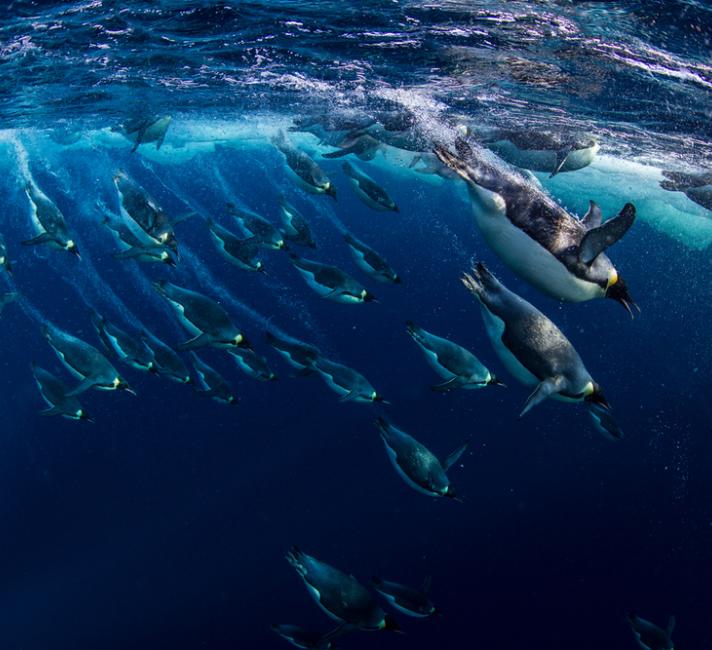 Emperor penguins (Aptenodytes forsteri) diving, Ross Sea, Antarctica. Picture taken from the Mario Zuchelli Base.