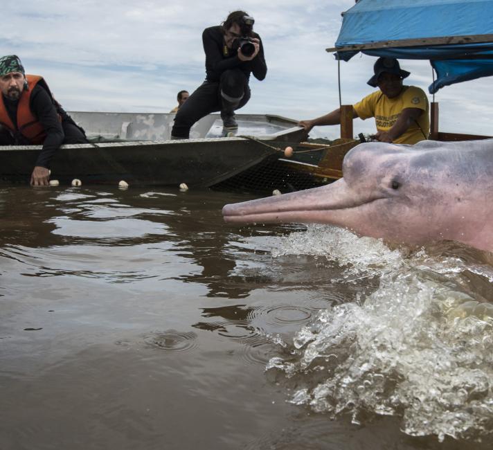 Amazon River Dolphins Wwf Amazon River Dolphins Wwf