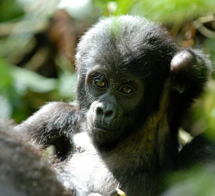 Mountain gorilla (Gorilla gorilla beringei), Bwindi National Park, Uganda