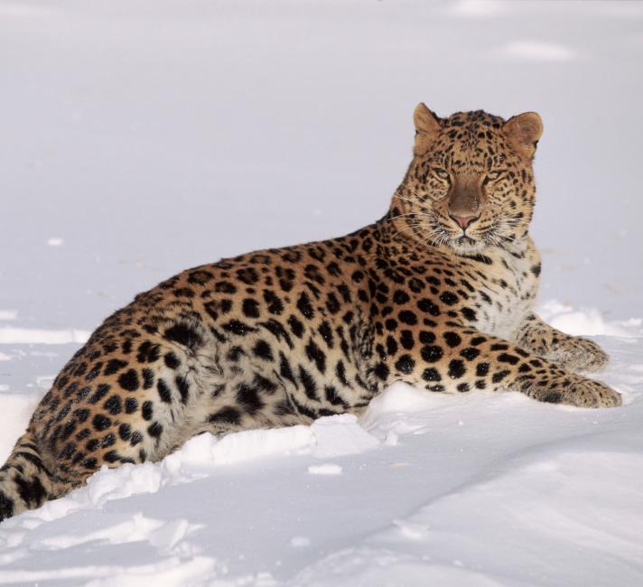 Amur leopard (Panthera pardus orientalis)