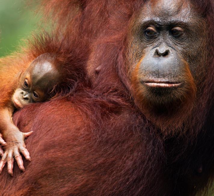 Bornean Orangutan female 'Tata' and her unnamed baby aged 2-3 months portrait (Pongo pygmaeus wurmbii). Camp Leakey, Tanjung Puting National Park, Central Kalimantan, Borneo, Indonesia.