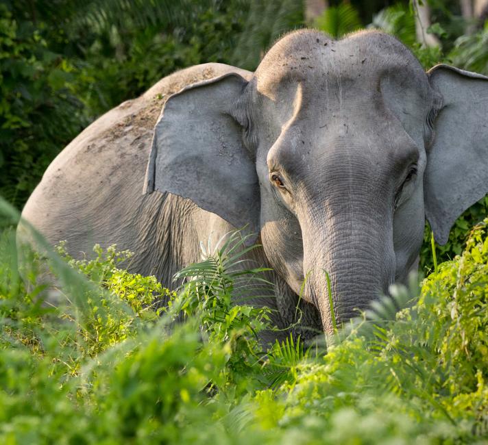 Asian elephant ( Elephas maximus ) in undergrowth.