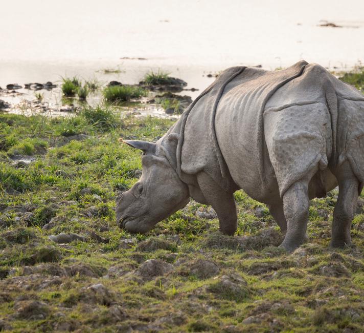 An Asian rhino ( Rhinoceros unicornis ) standing by water. Kaziranga National Park, India