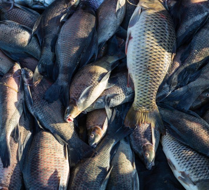 Morning fish market on the banks of the Mekong river.