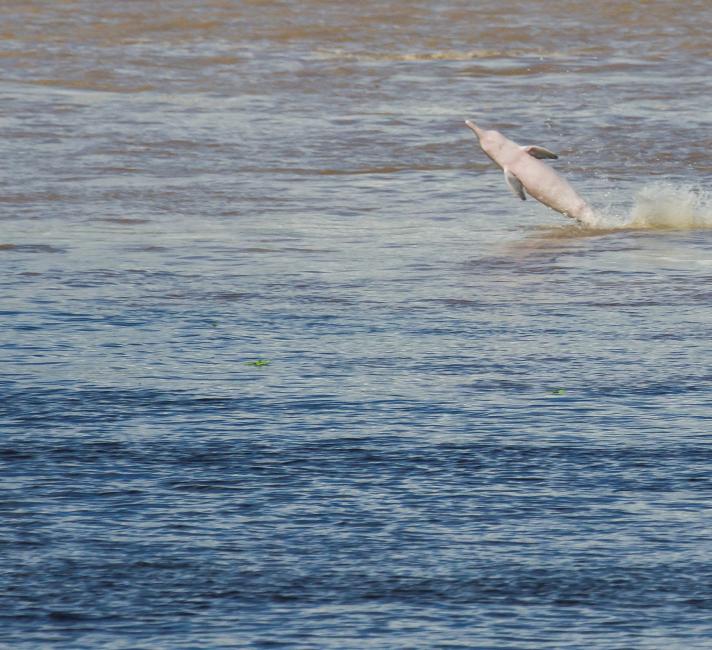 Gray dolphin. River dolphin (Sotalia fluviatilis). Amazonas. Peru