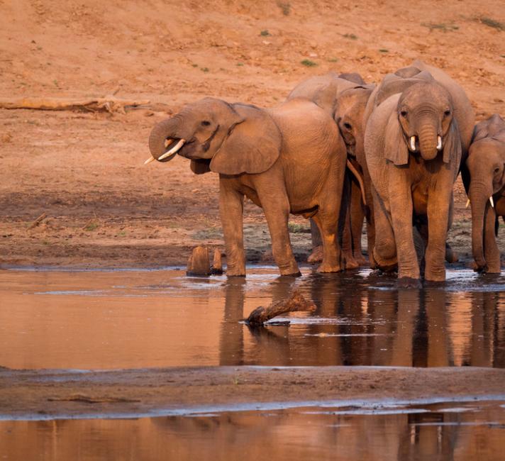 A herd of African elephants ( Loxodonta africana ) drinking from a watering hole