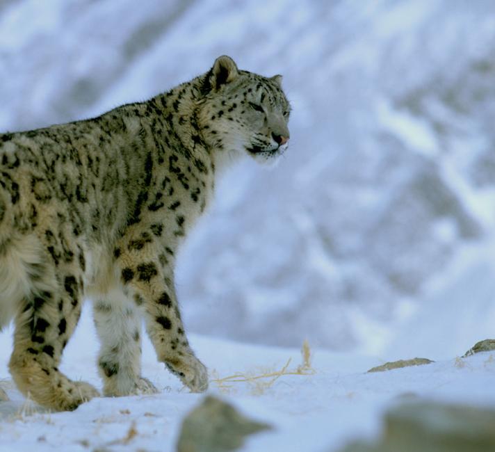 Snow leopard in snow on a mountain