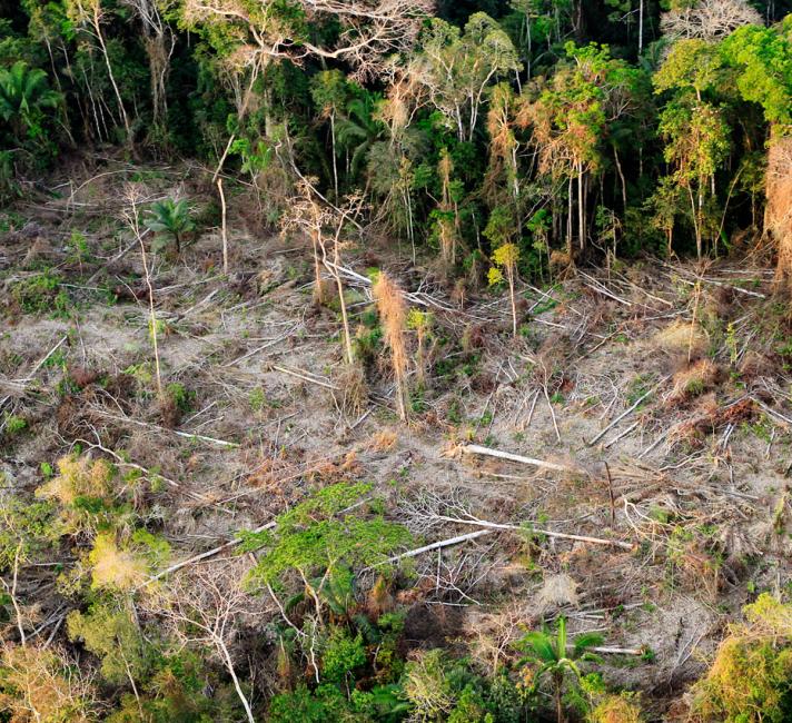 Deforestation in the Amazon, Brazil