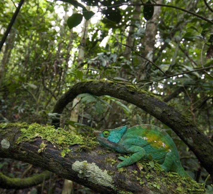 Parson's chameleon © naturepl.com / Edwin Giesbers / WWF