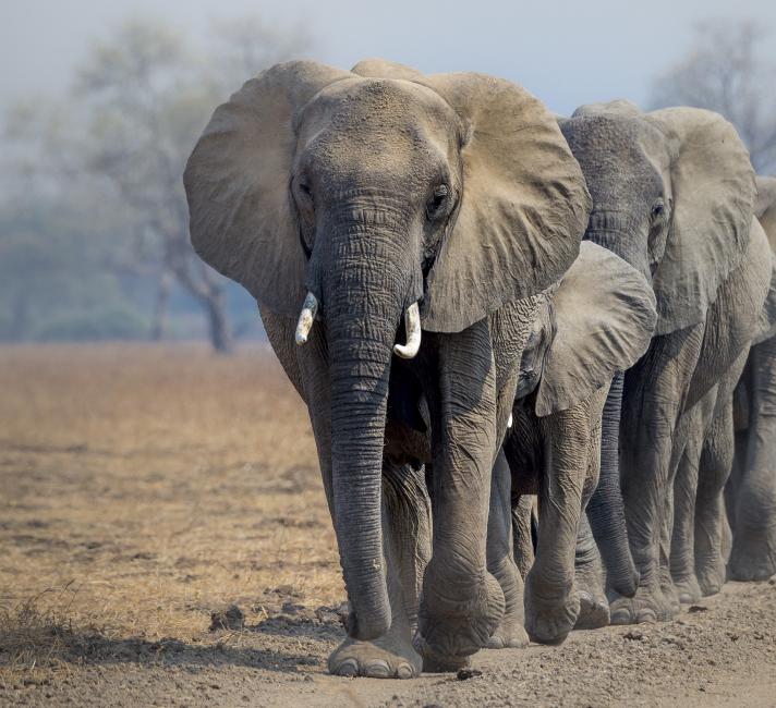 African elephants © Richard Barrett / WWF-UK