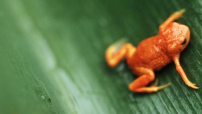 Acoustic monitoring - frog
