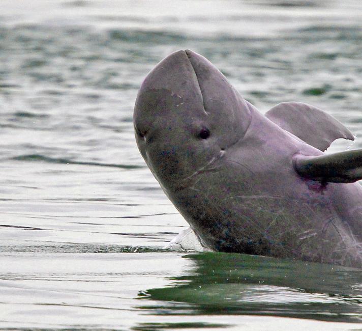 Mekong river dolphin
