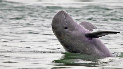 Mekong river dolphin