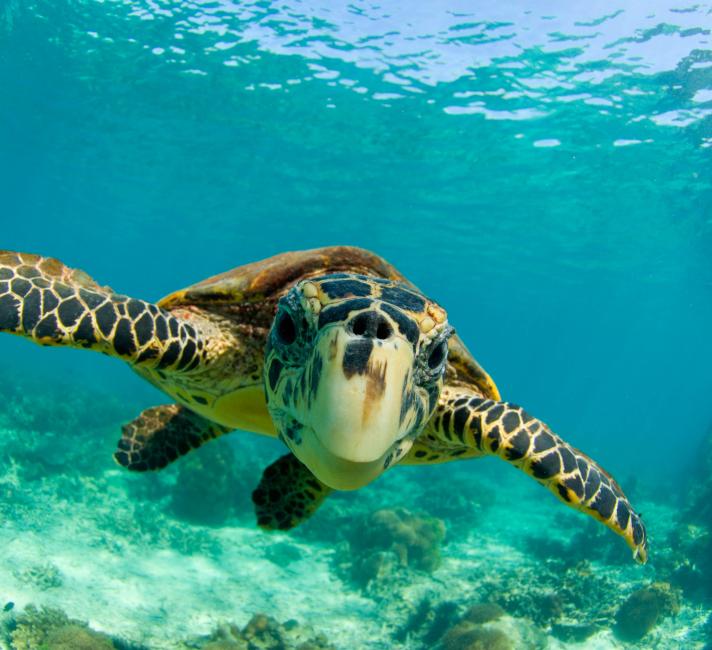 Sea turtle, (Chelonia mydas) swimming underwater, Nosy Be, North Madagascar.