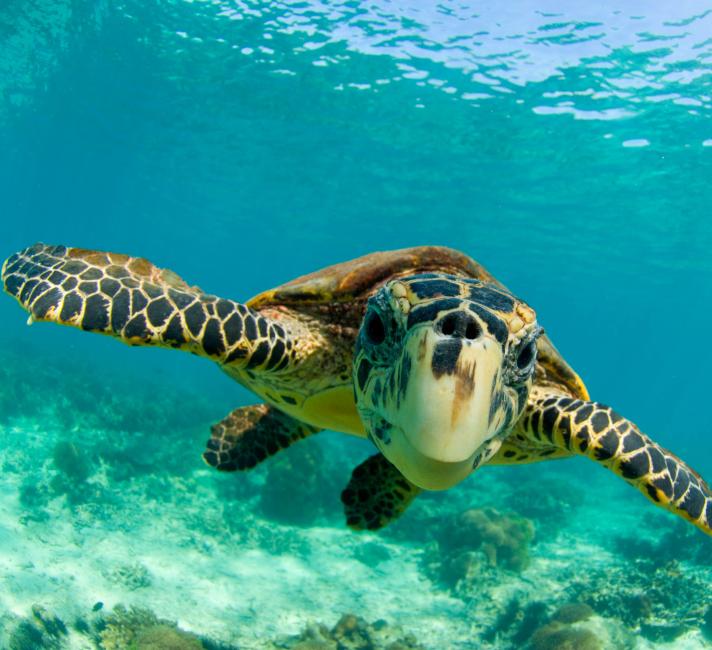 Sea turtle, (Chelonia mydas) swimming underwater, Nosy Be, North Madagascar.
