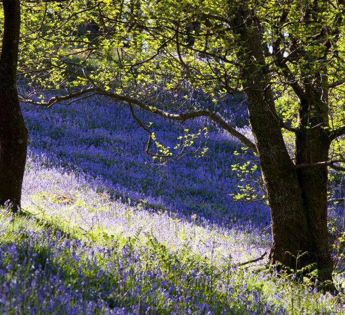 Bluebells growing near Rydal in the Lake District, UK.