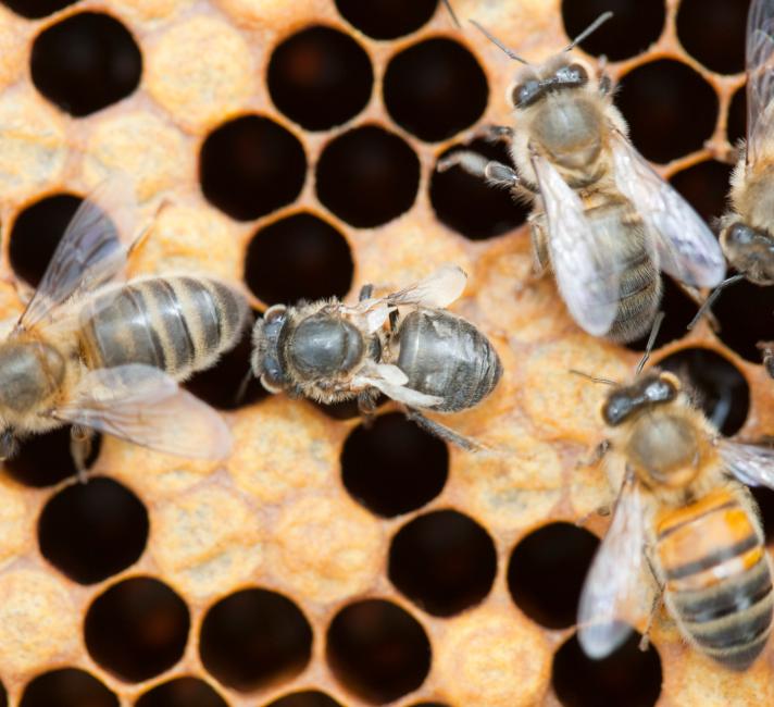 Our tips on how to bee friendly | WWF Our tips on how to bee friendly | WWF
