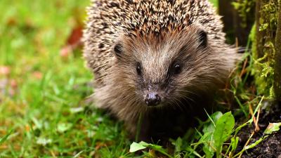 Young hedgehog