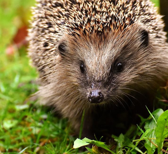 Young hedgehog Young hedgehog