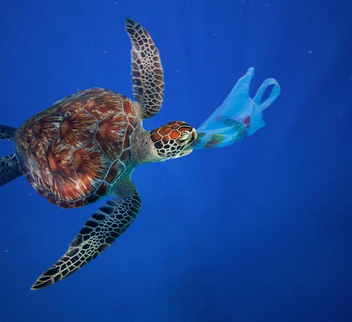 A marine turtle grabs in it's mouth a plastic bag in the ocean