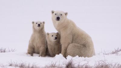 Polar bear sitting with two cubs
