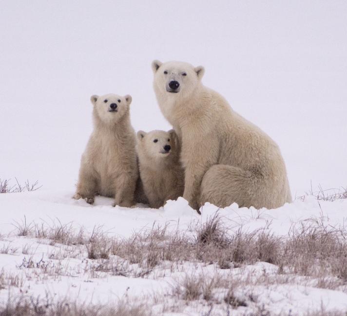 Polar bear sitting with two cubs