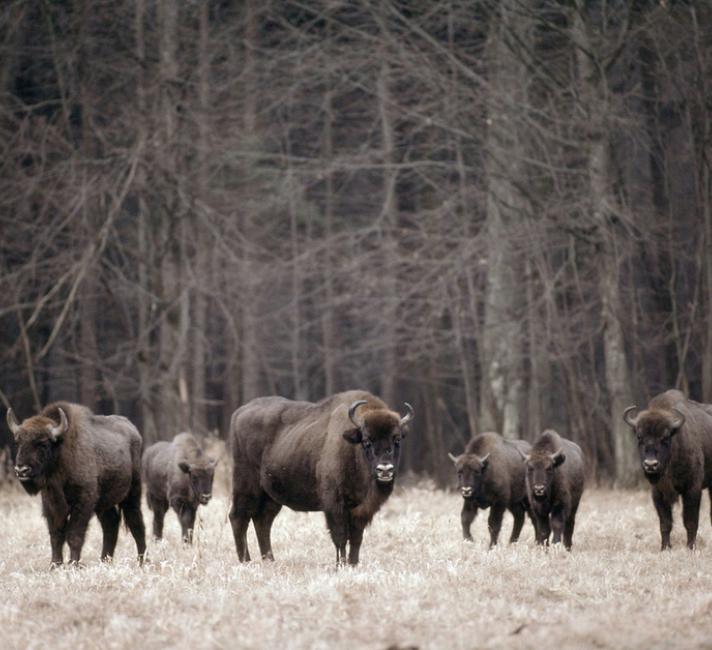 Bison herd, Bialowieski National Park, Poland - © Klein & Hubert / WWF