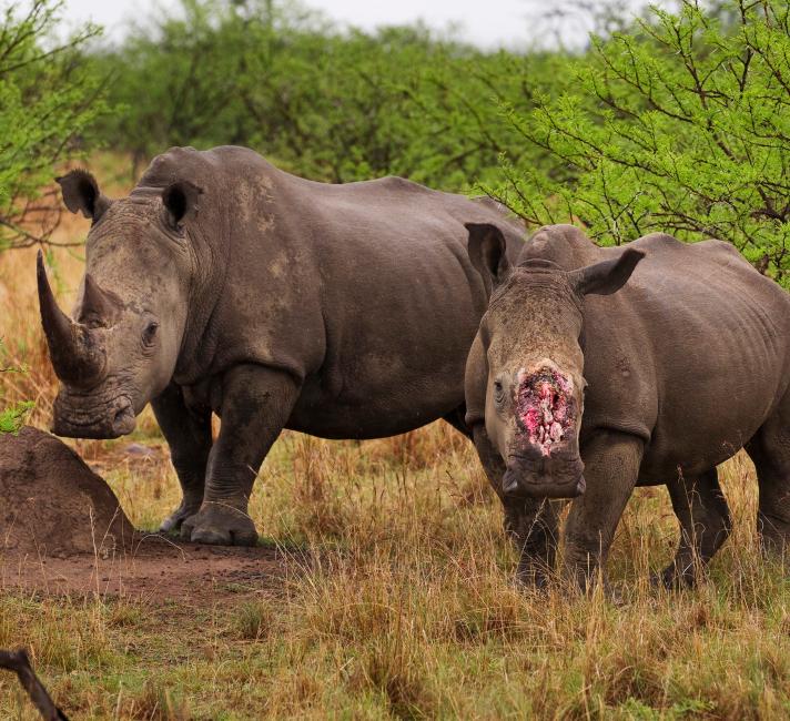 wildlife illegal trafficking trade rhino horn cut stirton brent against fight wwf fundraising mpesa joins global
