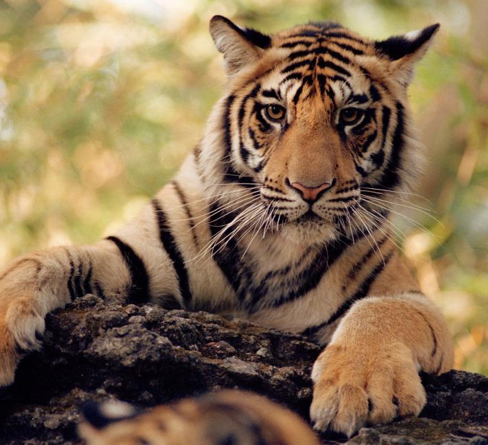 Tiger (Panthera tigris) © Staffan Widstrand / WWF