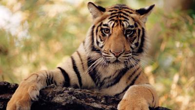 tiger sitting on a log