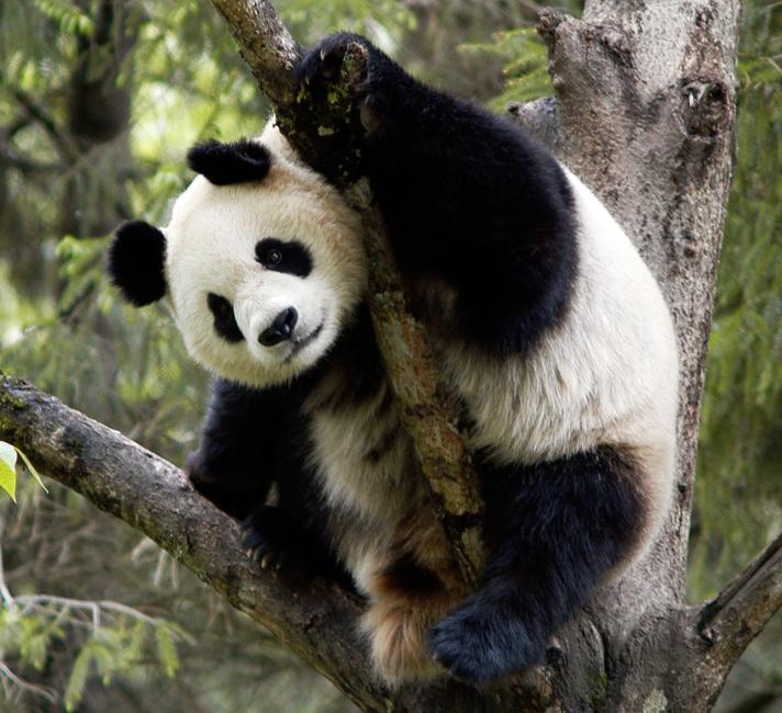 Quiz your world: fun tests to do at home | WWF Quiz your world: fun tests to do at home | WWF