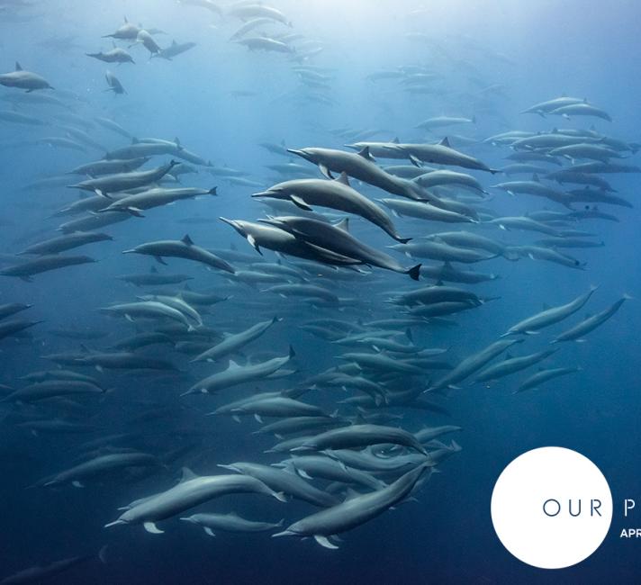 Many dolphins swimming together